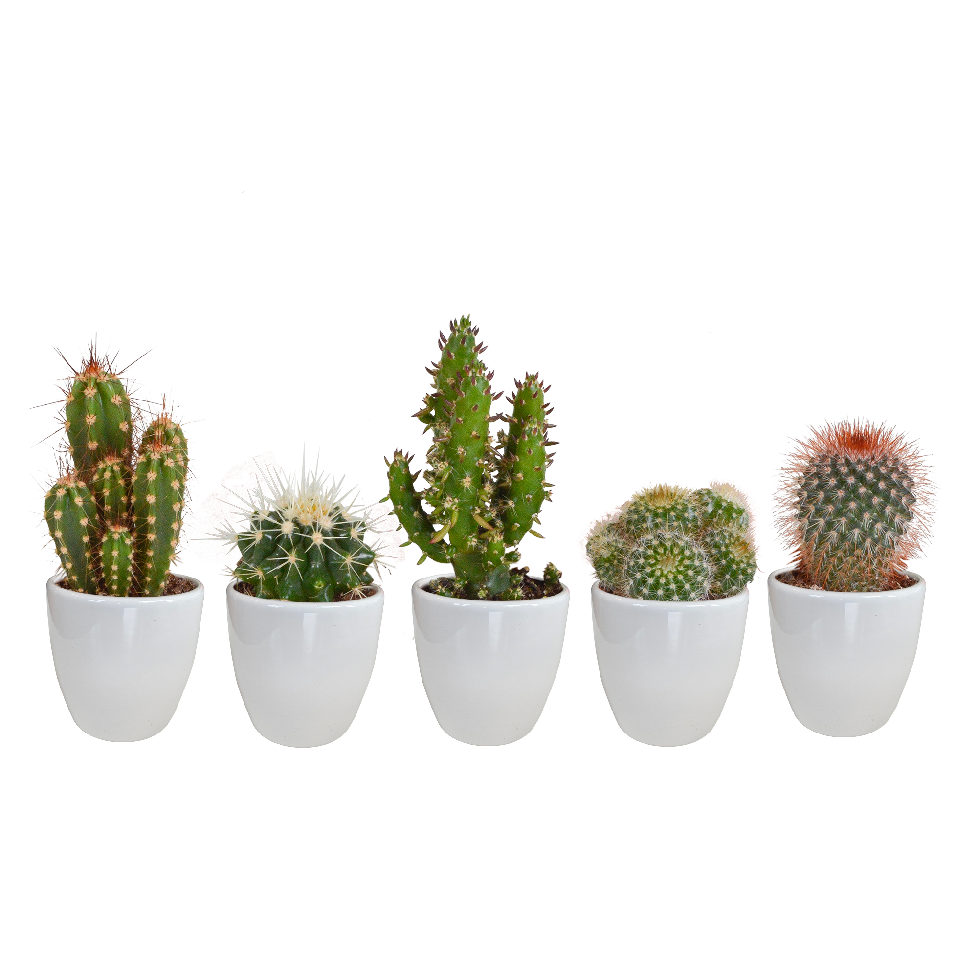 Cactus mix 5.5 cm - 5x - in white pot