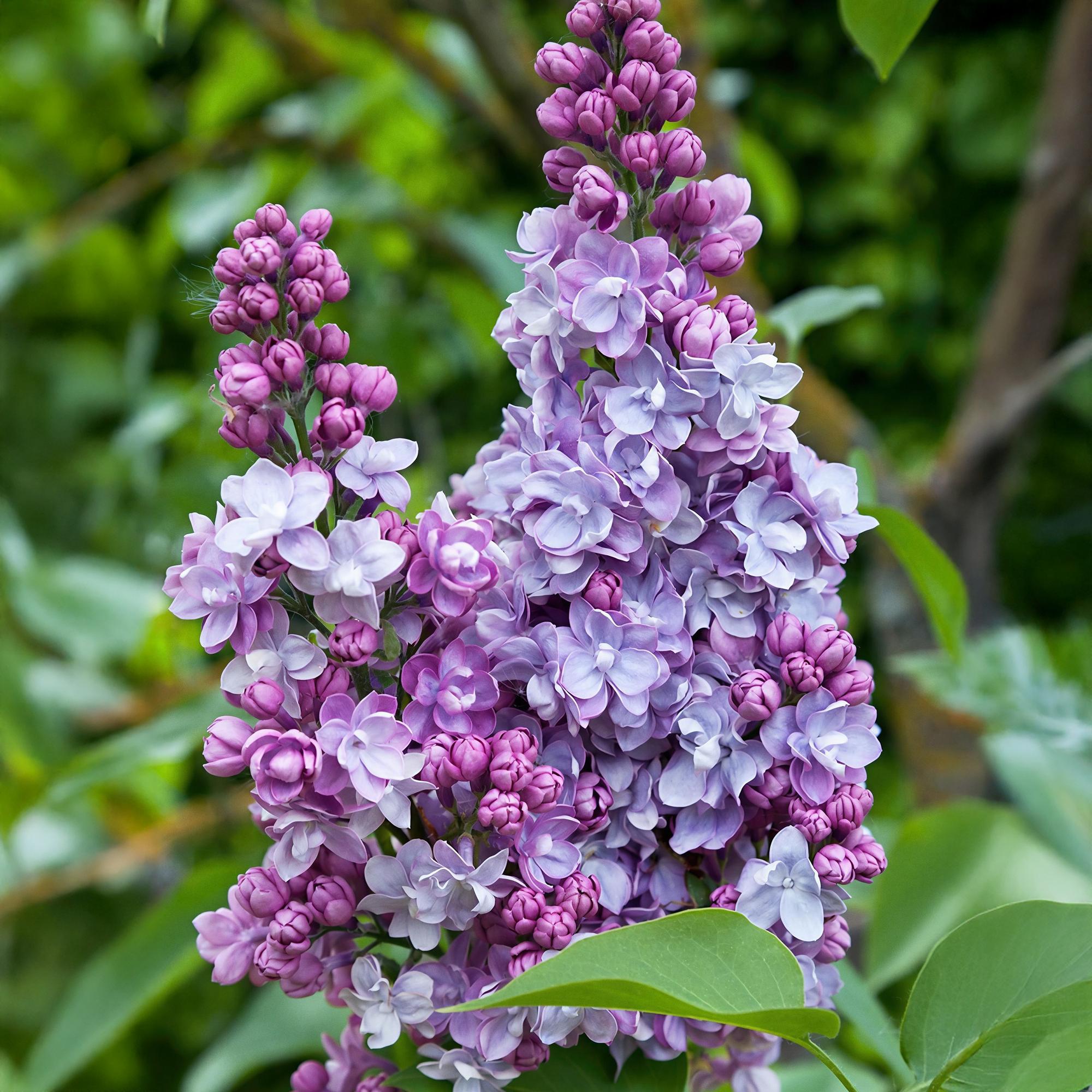 Syringa vulgaris Michel Buchner - Gewone Sering - Winterhard - Roze - 1 Plant - Pot 17cm - Hoogte 45cm
