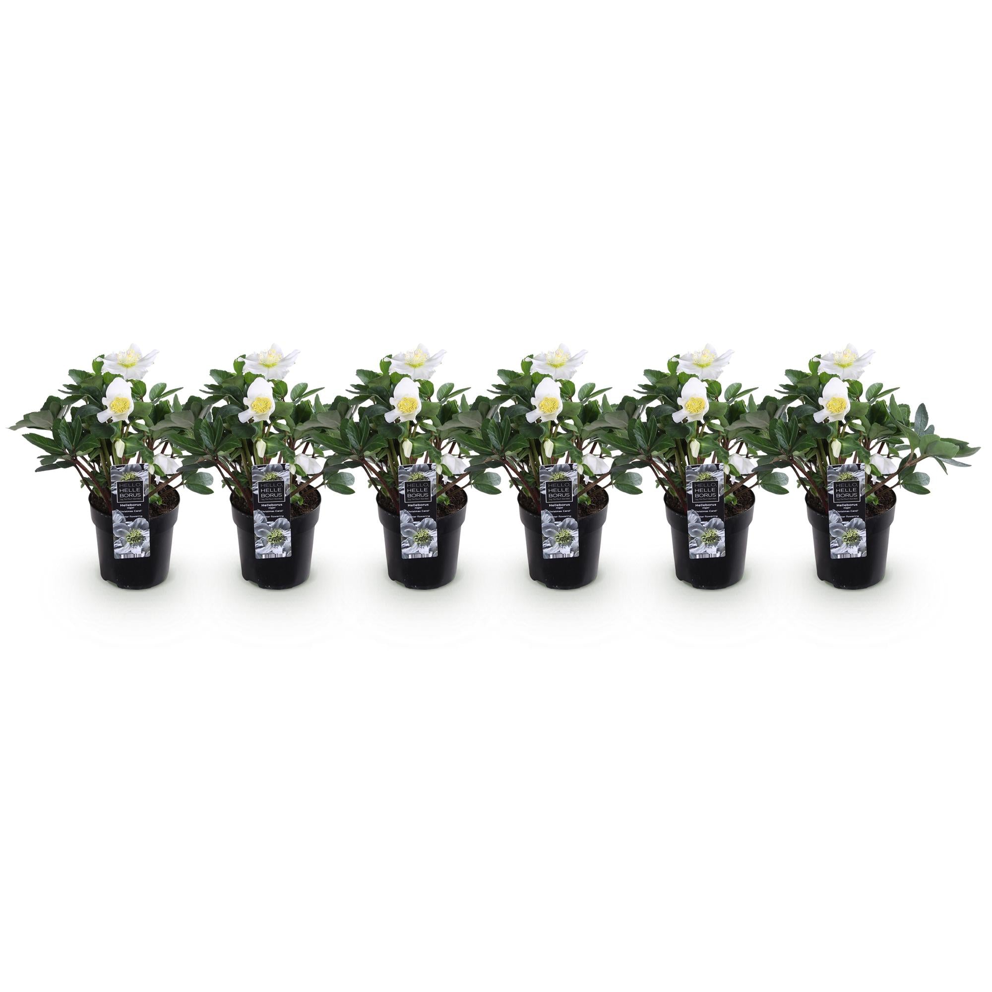 Kerstroos - Helleborus Christmas Carol  - Witte Bloem - 6 Planten - Groenblijvend - Pot 10,5cm Hoogte 25cm