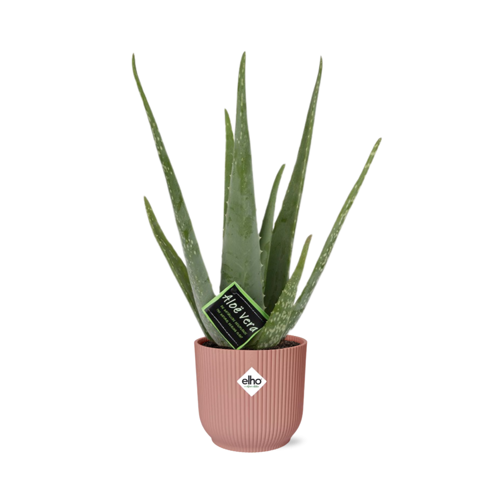 Aloe Vera 12 cm in ELHO Vibes Fold 14 cm rosa