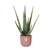 Aloe Vera 12 cm in ELHO Vibes Fold 14 cm rosa
