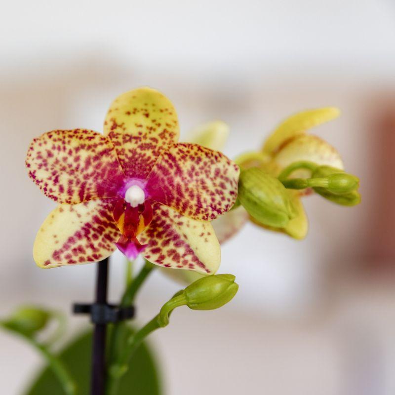 Kolibri Orchids | Orquídea phalaenopsis naranja-amarilla, maceta de 9 cm de diámetro | Grosseto | Planta de interior con flor - recién cultivada