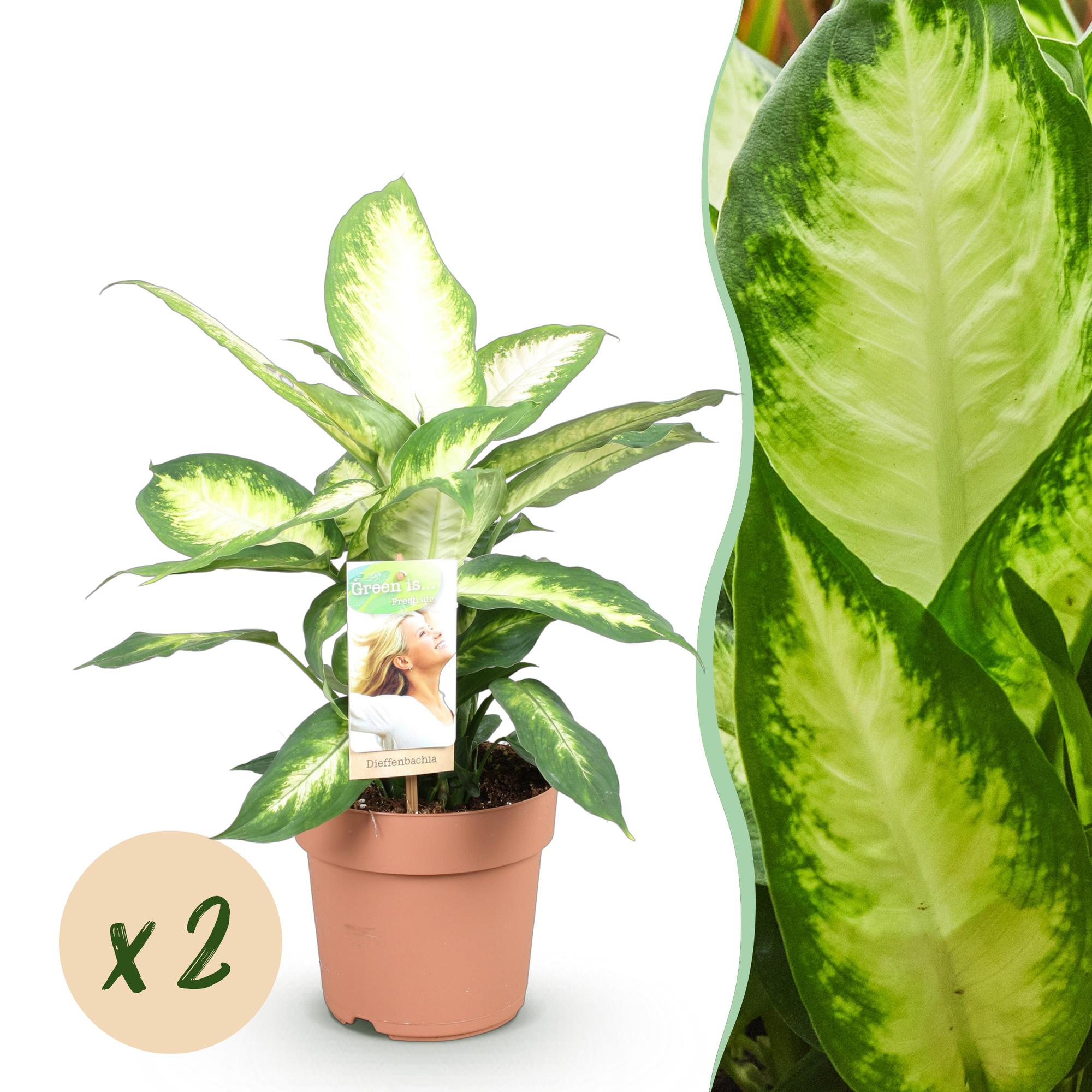 Diefenbachia Camilla - Weinig onderhoud - Groen - 2 Planten - Pot 17cm - Hoogte 45-50cm