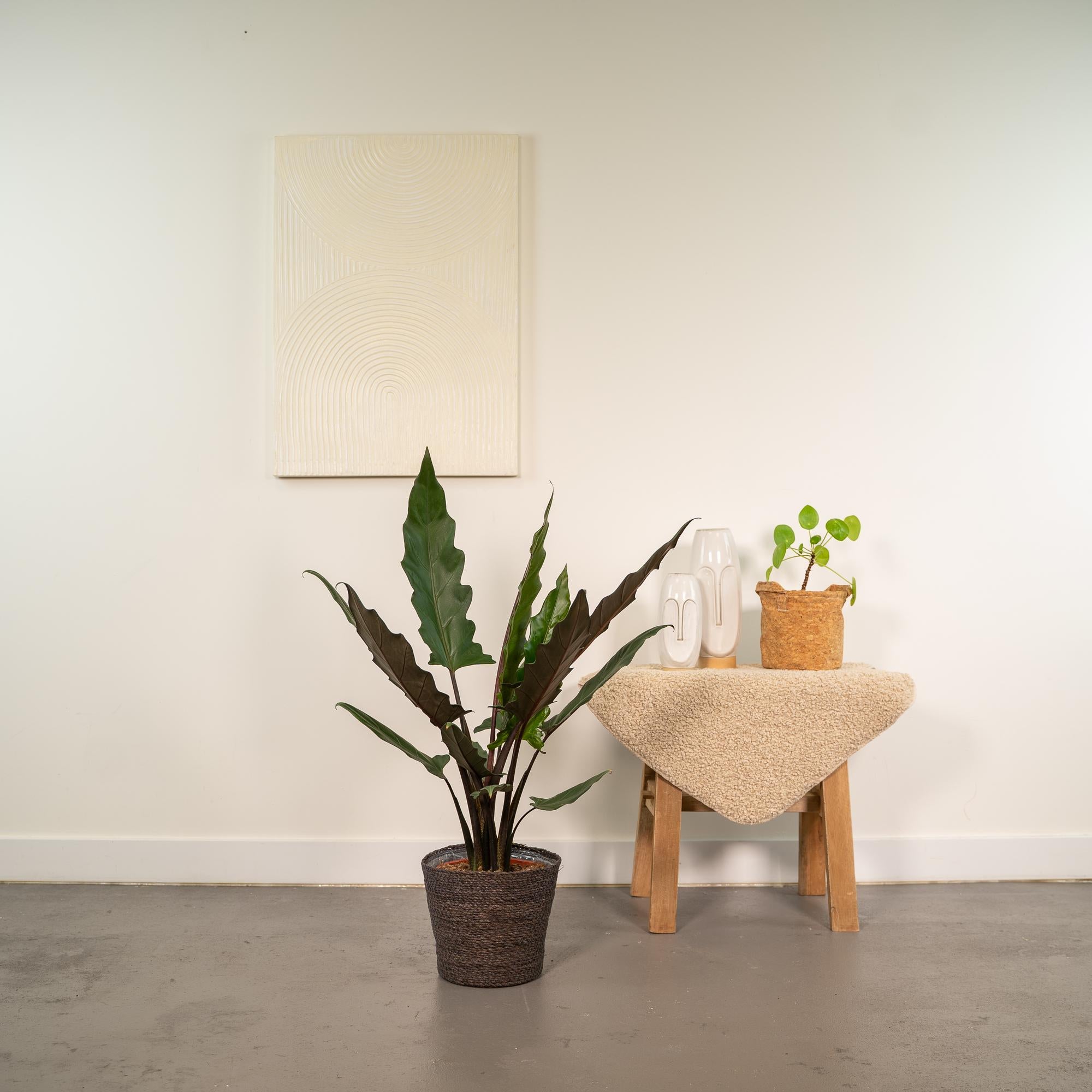 Alocasia Lauterbachiana - Ø19cm - ↕80cm + Panier Igmar