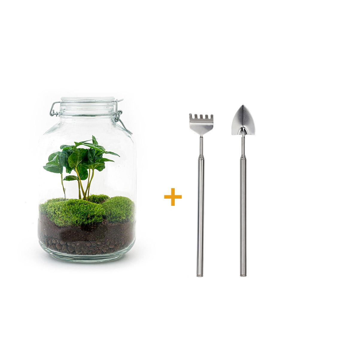 DIY-Terrarium - Glas - Coffea Arabica - ↕ 28 cm - Rechen + Schaufel