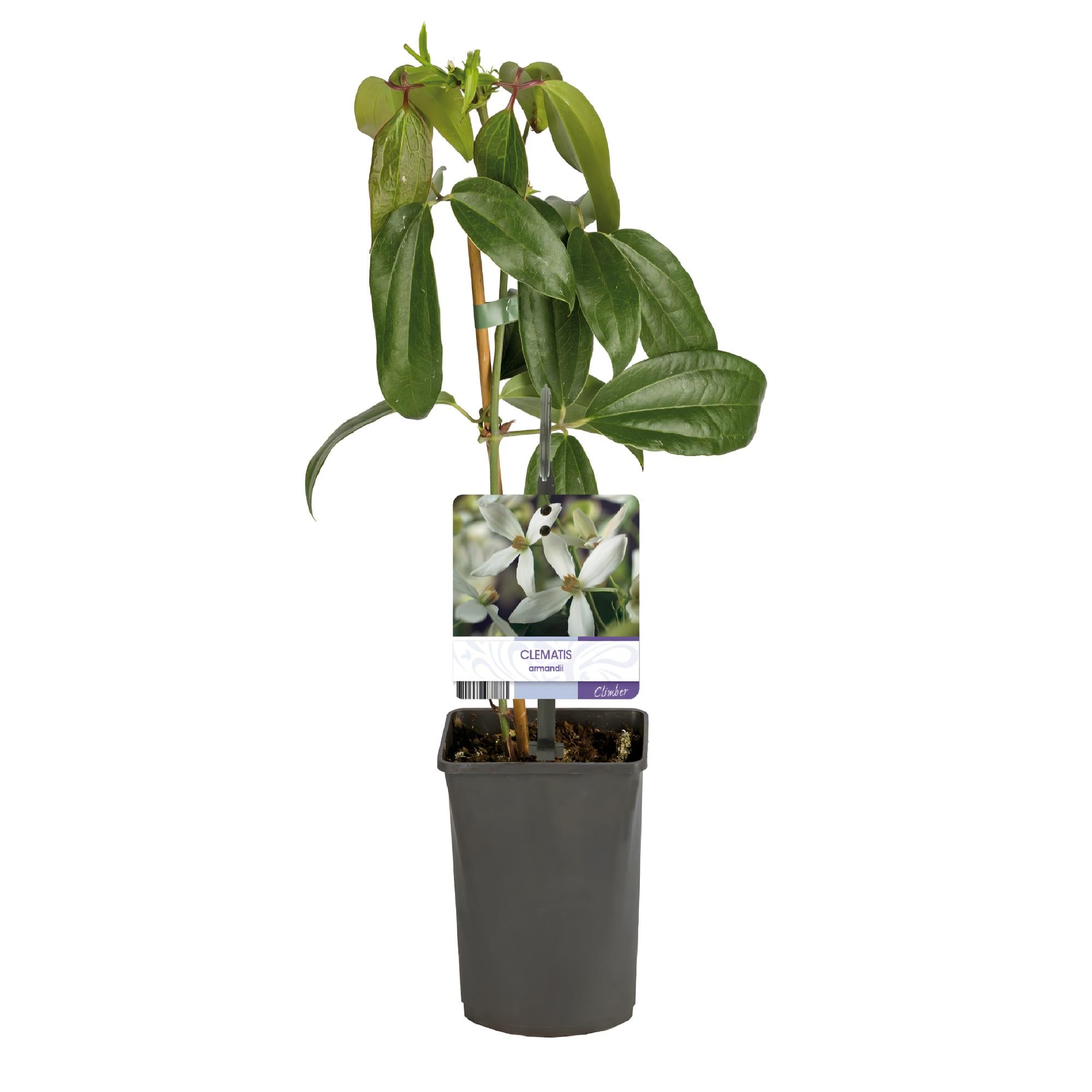 Clematis armandii - Bloem Wit - Groenblijvend - Weinig onderhoud - 1 plant Pot 11cm Hoogte 40cm