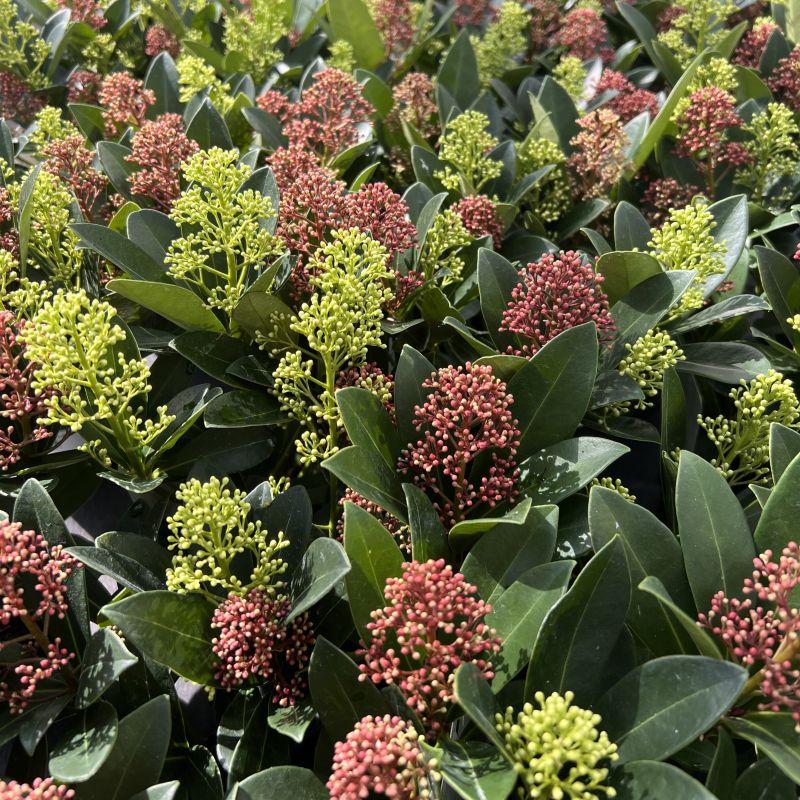 Skimmia japonica Duo - Bloem Wit & Rood - 40+ Bloemen - 2 Planten - Winterhard - Pot 19cm Hoogte 60cm