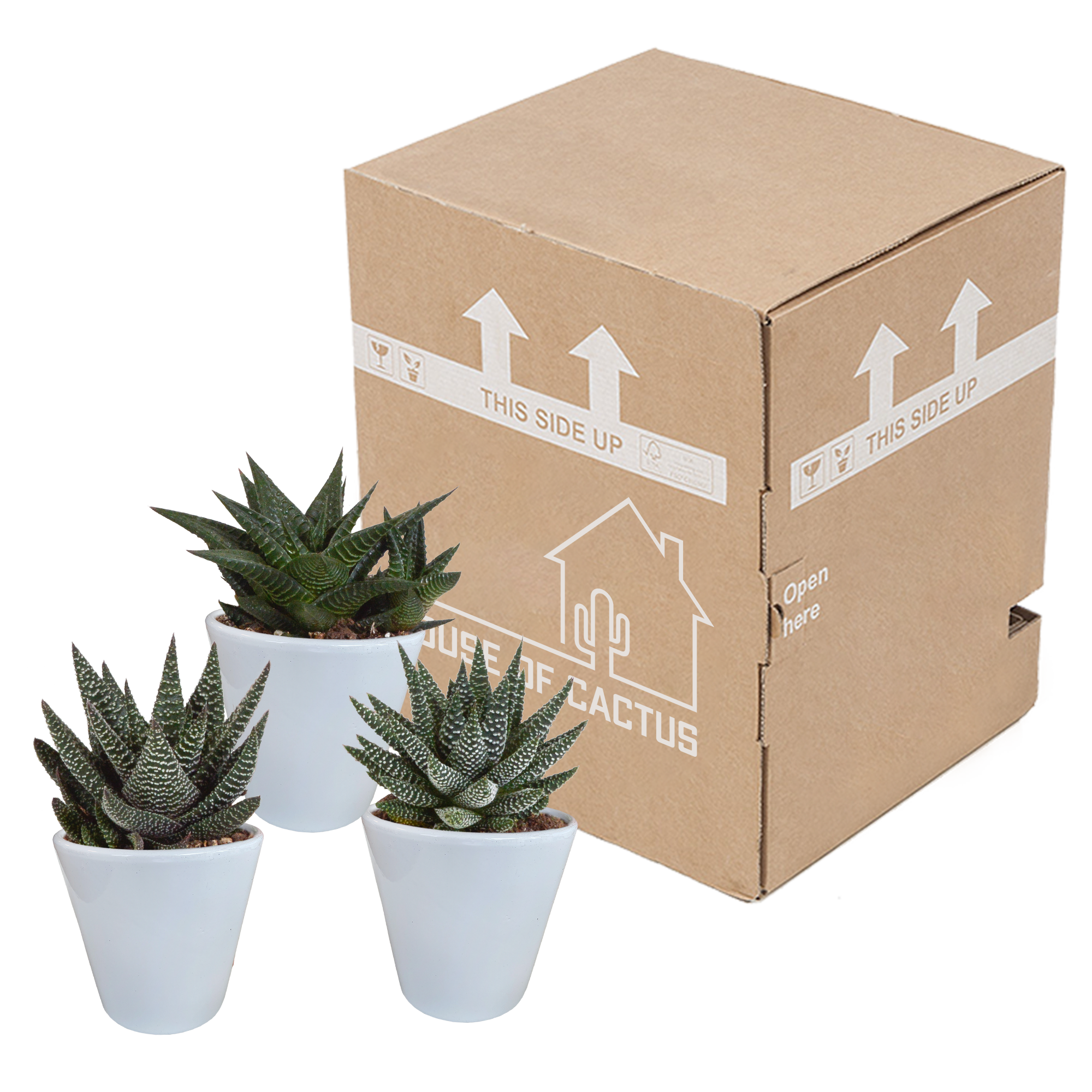 Gasteria/Haworthia mix 8,5cm - 3x - in witte pot