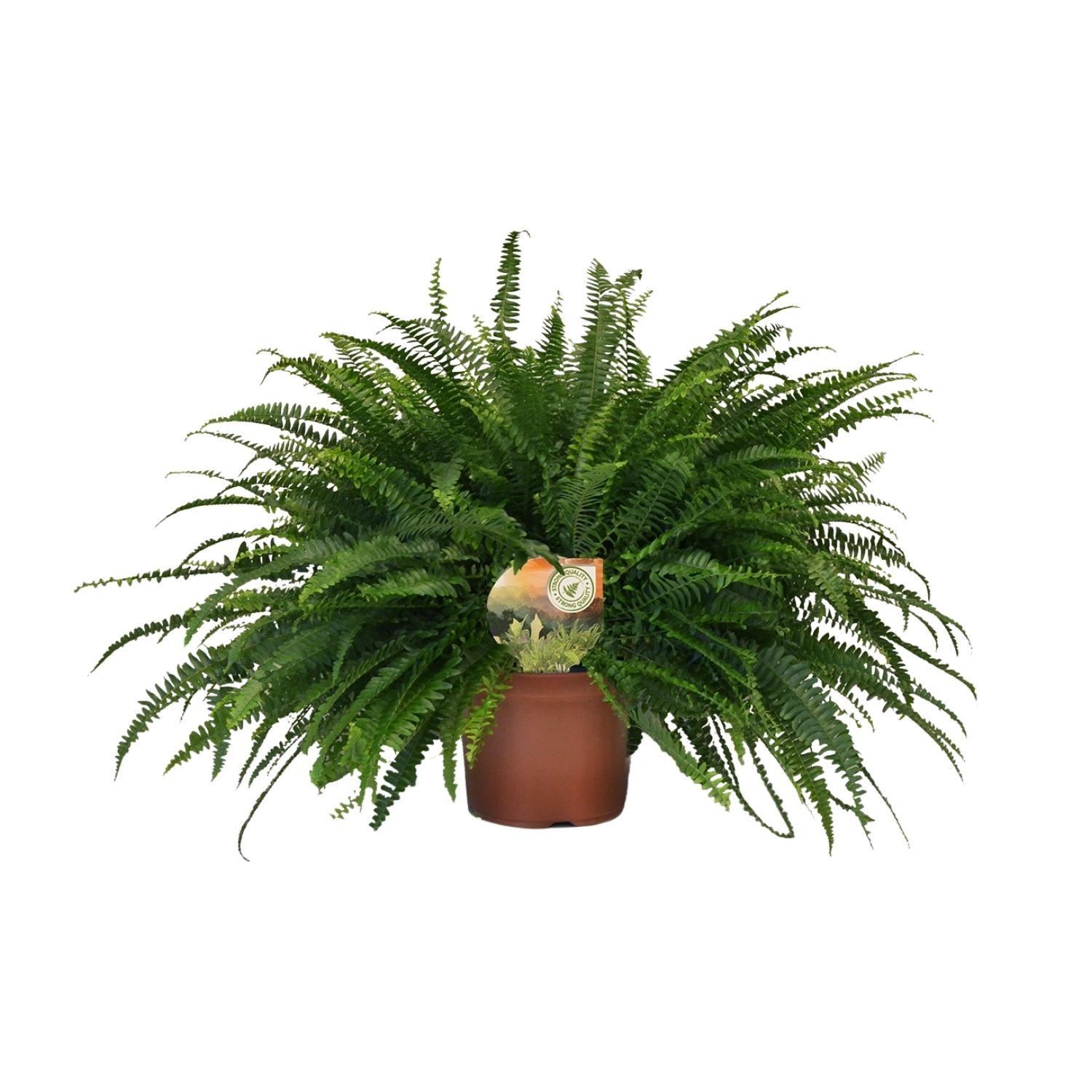 Nephrolepis Dame Verte - Ø19cm - ↕60cm