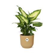Dieffenbachia ‘Camilla’ in ELHO Vibes Fold 14cm geel