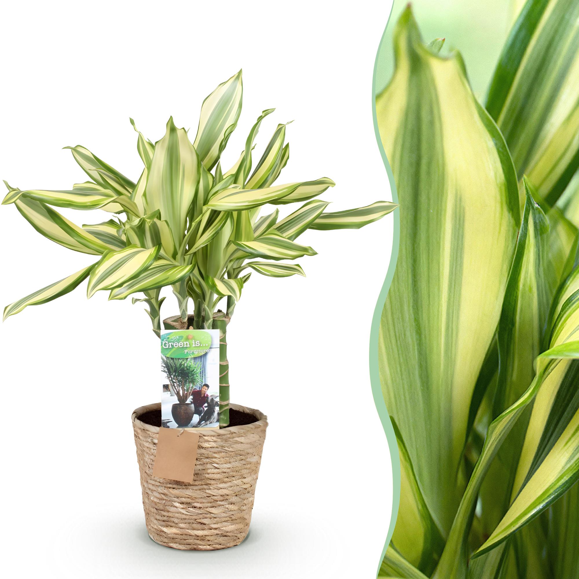 Dracaena fragrans Diamond Dream - Drakenbloedboom - Weinig onderhoud - met mand - Groen - 1 Plant - Pot 17cm - Hoogte 50-55cm