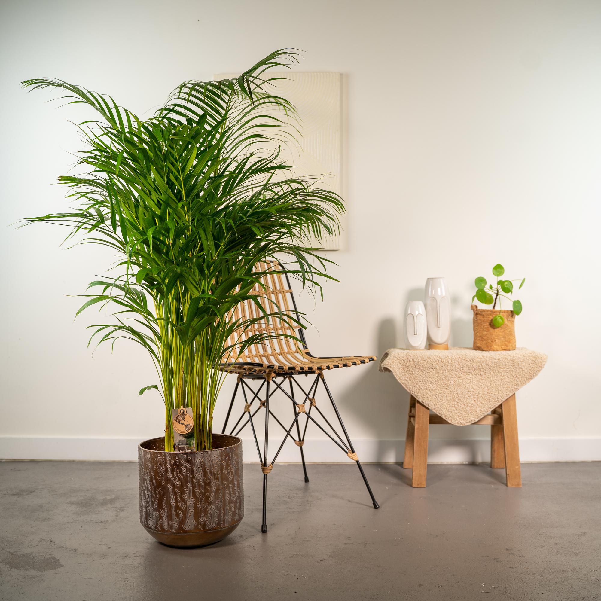 Palma Areca con vaso - ↨130cm - Ø24cm