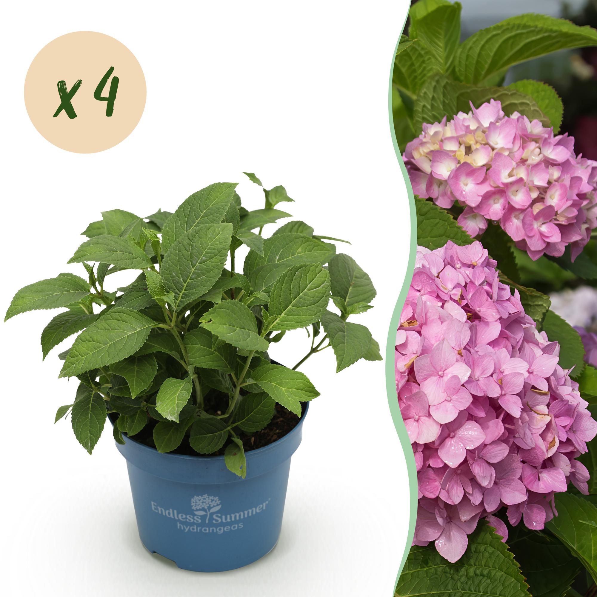 Hydrangea Endles Summer The Original Pink - Hortensia - Winterhard - Roze - 4 Planten - Pot 14cm - Hoogte 20-25cm