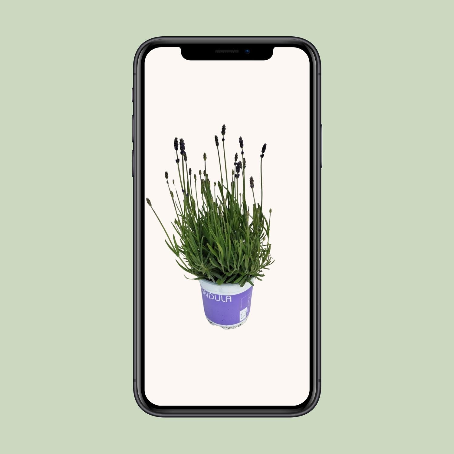 Lavanda Lavandula Hidcote Blu Blu - Ø12cm - ↕20cm