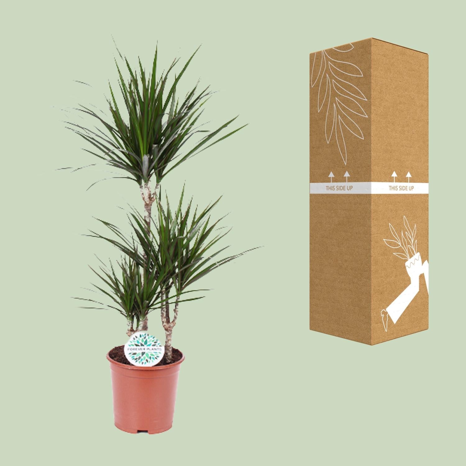 Dracaena marginata - Ø21 cm - ↕115 cm