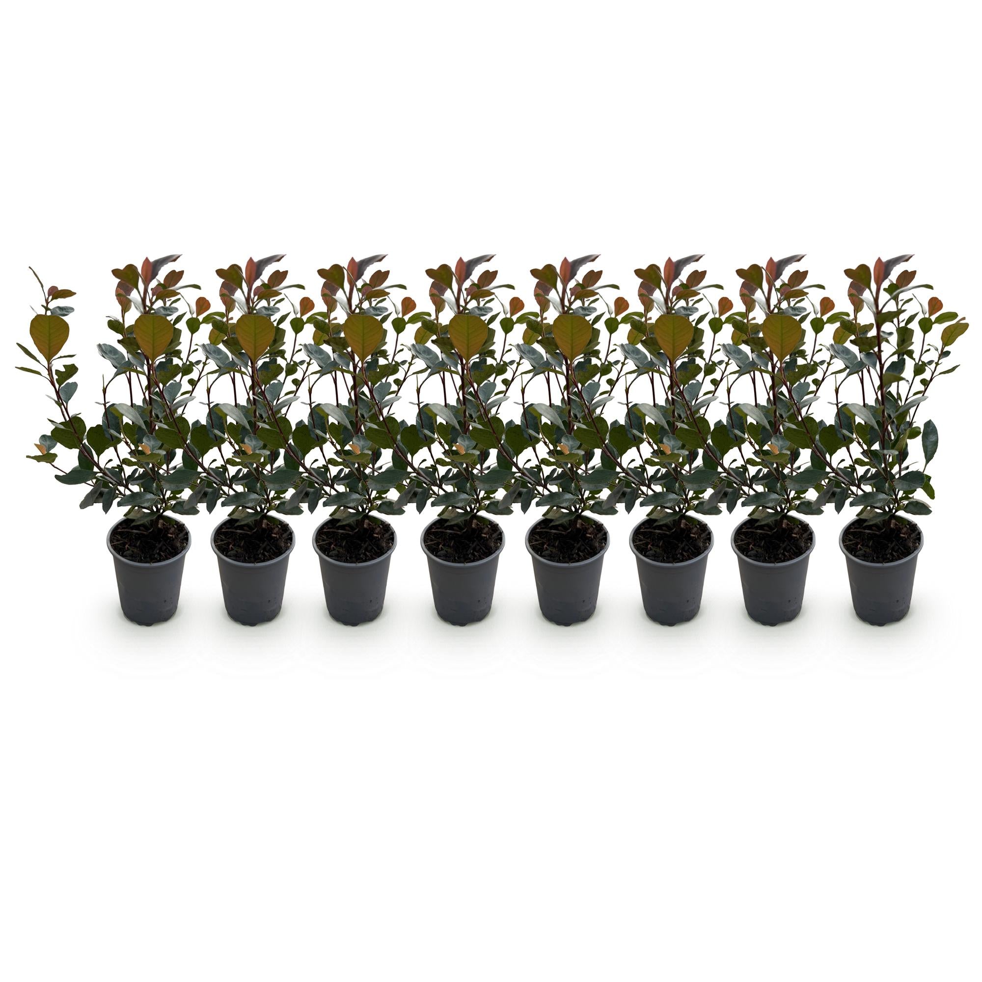 Photinia Little Red Robin - Blad Rood - 8 Planten - 1 Strekkende Meter - Groenblijvend - Pot 9cm Hoogte 30-35cm