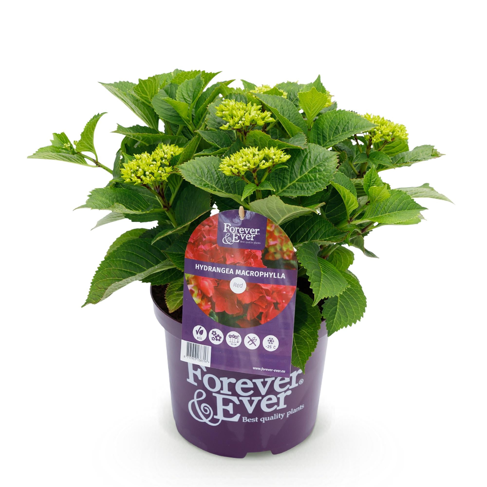 Green boutiQ - Pianta da patio - Ortensia - Ortensia Forever & Ever - Rossa - 7-12 fiori - Vaso 23 cm Altezza 55 cm