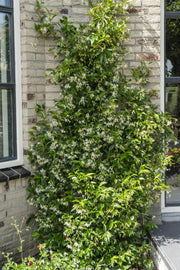 2x - Trachelospermum 'Stella di Venezia' - ↨65cm - Ø15