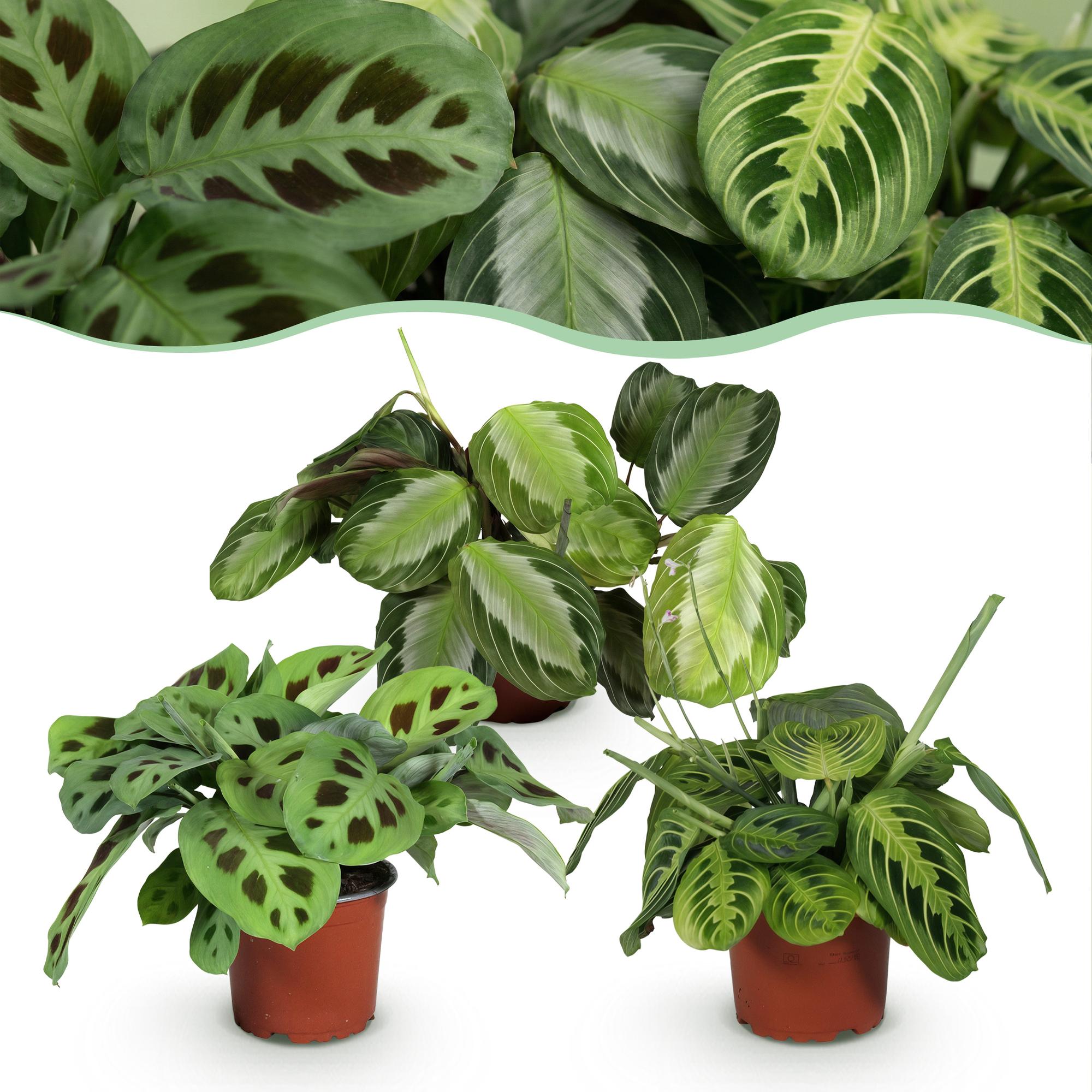 Marantha Silverband, Marantha Lemon Lime Marantha Kerchoveana - Gebedsplant - Huisdiervriendelijke Plant - Groen - 3 Planten - Pot 12cm - Hoogte 25cm