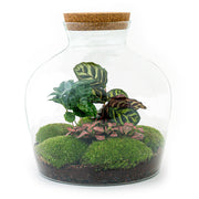 DIY-Terrarium – Fat Joe Coffea – ↕ 30 cm – Normal