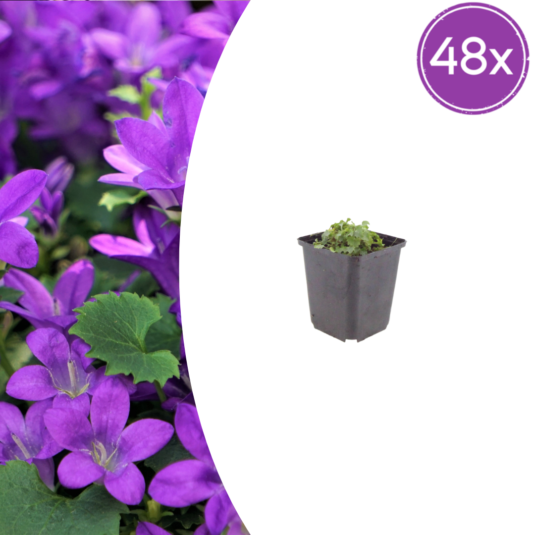 48x Campanula portenschlagiana - ↕10-25cm - Ø9cm