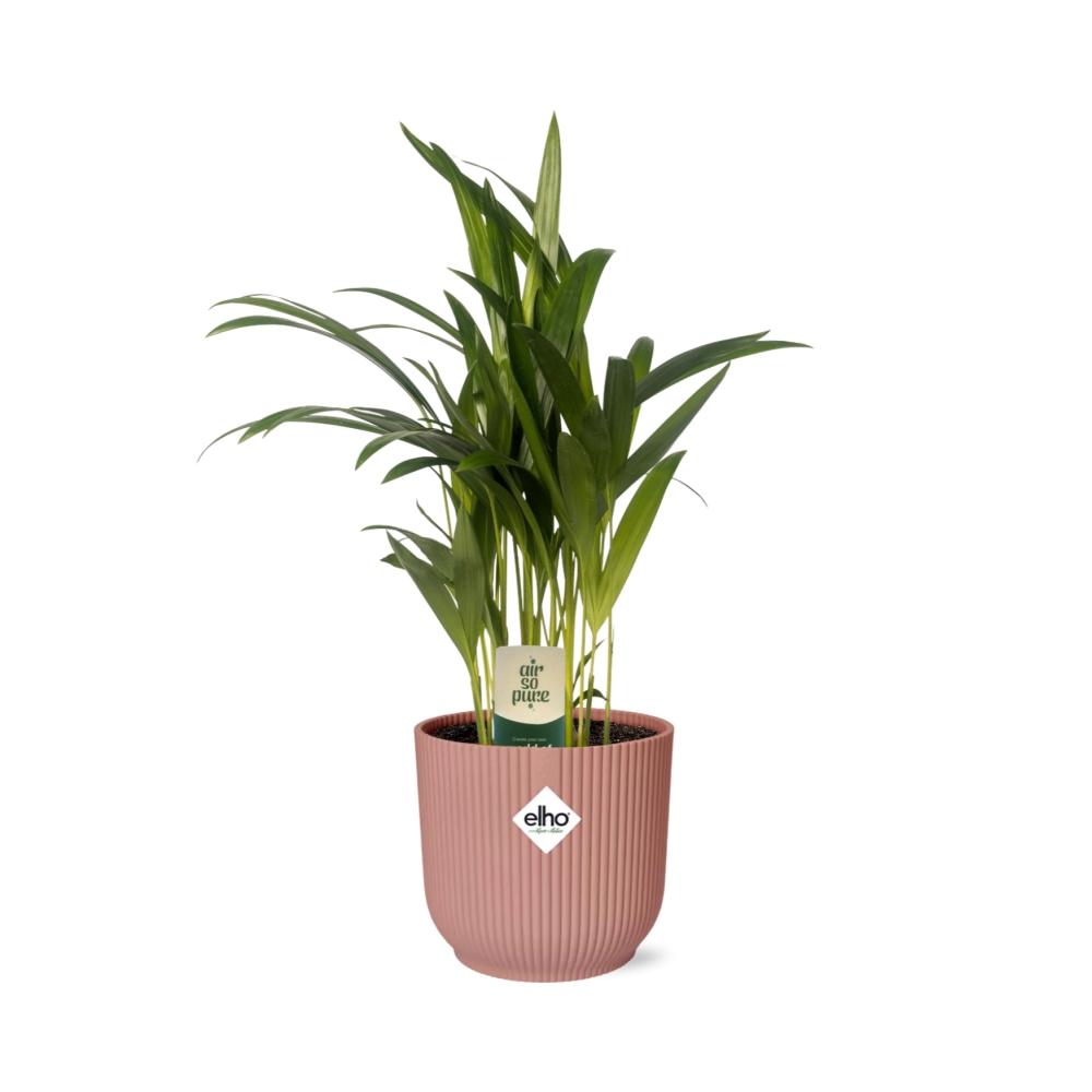 Dypsis lutescens (Areca) 12 cm en ELHO Vibes Fold 14 cm rose