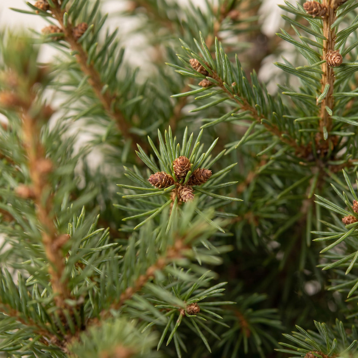 Picea glauca Conica - 4x Kegelspar - Groen - Kerstboom - Ø17cm - ↕65cm