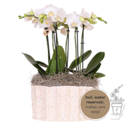 Kolibri Orchids | White Jungle Bouquet Mineral Amabilis in Oyster Dish