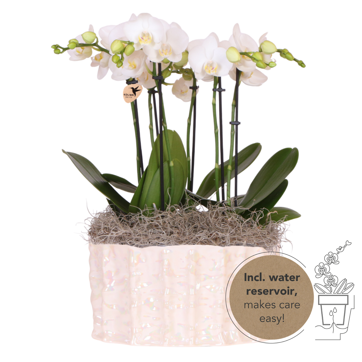 Kolibri Orchids | White Jungle Bouquet Mineral Amabilis in Oyster Dish