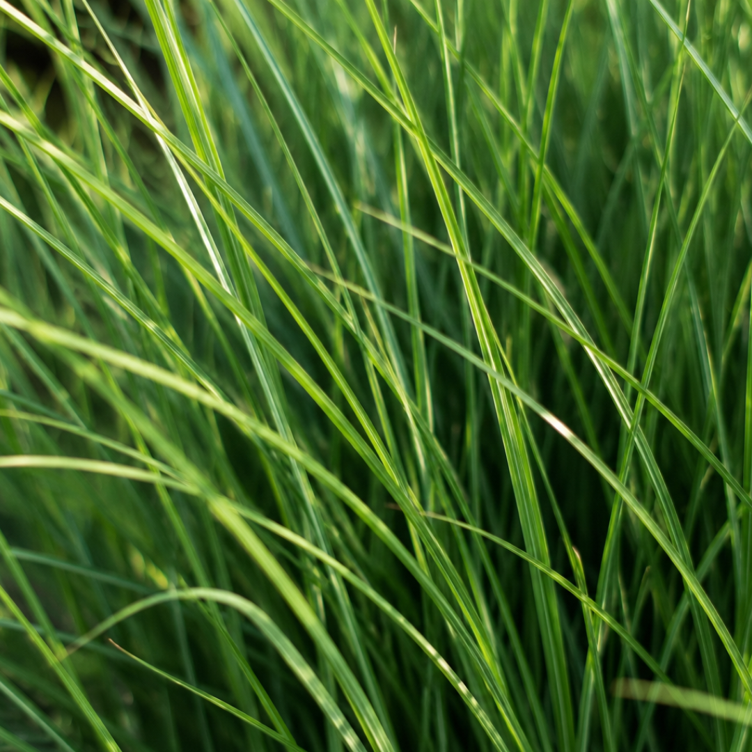 3x Panicum virgatum ‘Northwind’ – Sterk opgaand siergras met strakke groeivorm | Potmaat 12 cm