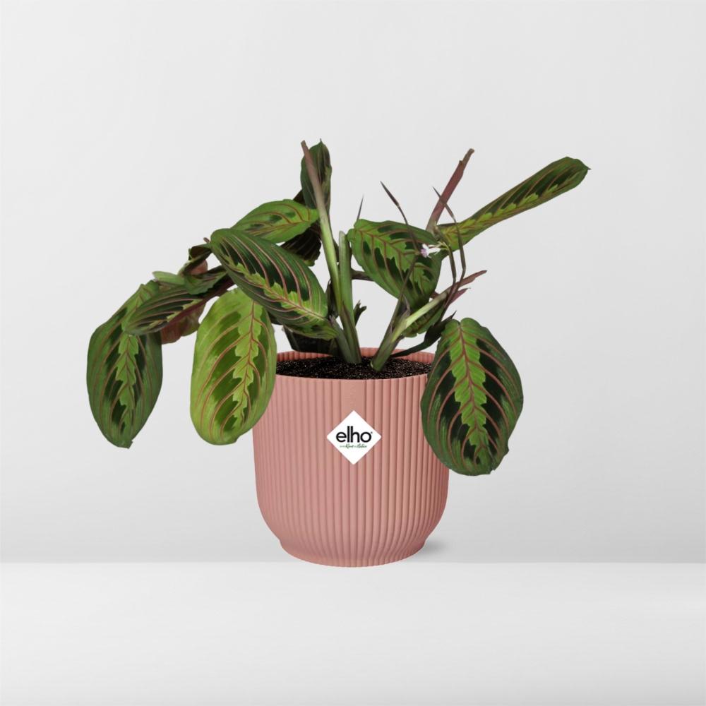 Maranta Leuconeura 'Fascinator' Tricolor in ELHO Vibes Fold 14cm pink