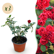 Rosa Rote The Fairy - Roos - Winterhard - Rood - 3 Planten - Pot 12cm - Hoogte Hoogte 20-25cm