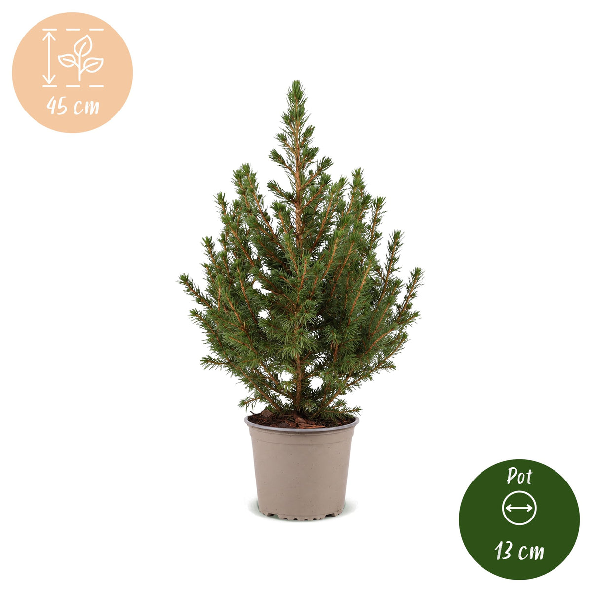 Picea glauca Conica - Kegelspar - Groen - Kerstboom - Ø13cm - ↕45cm
