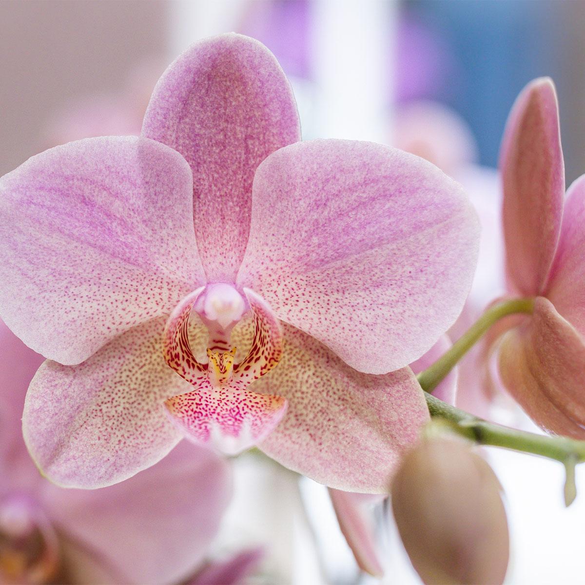 Kolibri Orchids - Surprise box mix - plant advantage box - surprise box with 4 different orchids 12cm - fresh from the grower