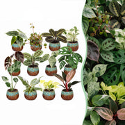 Baby Plants Surprise Box 12x - Verrassingsbox kleine planten - Diversen - Tropisch - incl. Copper Reef - Ø6cm - ↕5-15cm