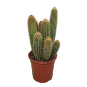 Vatricania guentheri 17 cm - without pot