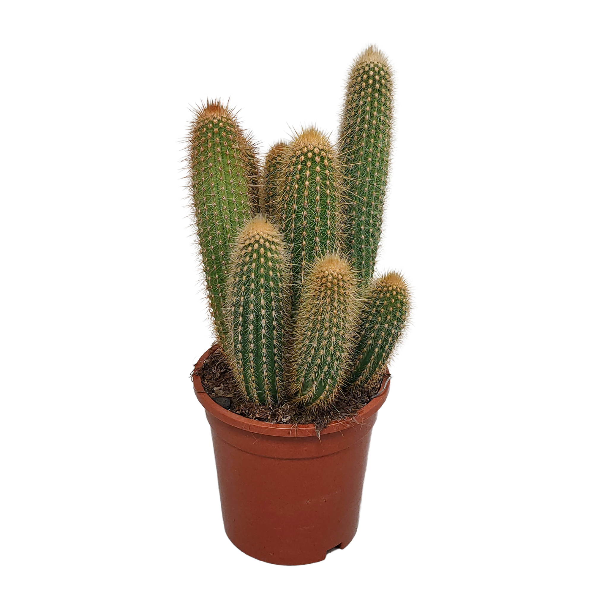 Vatricania guentheri 17 cm - without pot