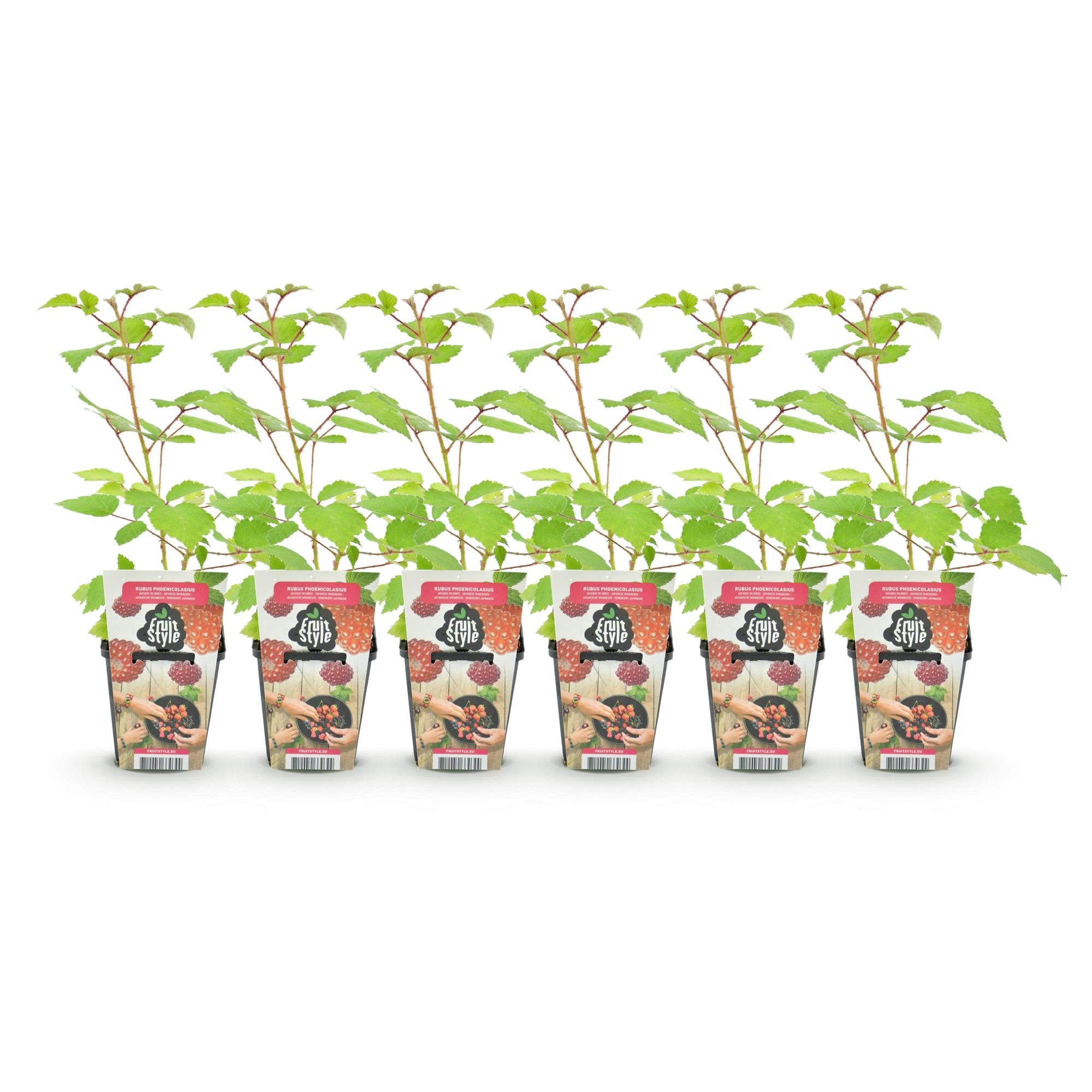 Japanse Wijnbes - Rubus Phoenicolasius - Winterhard - 6 Planten - Pot 9 cm - Rode Bes