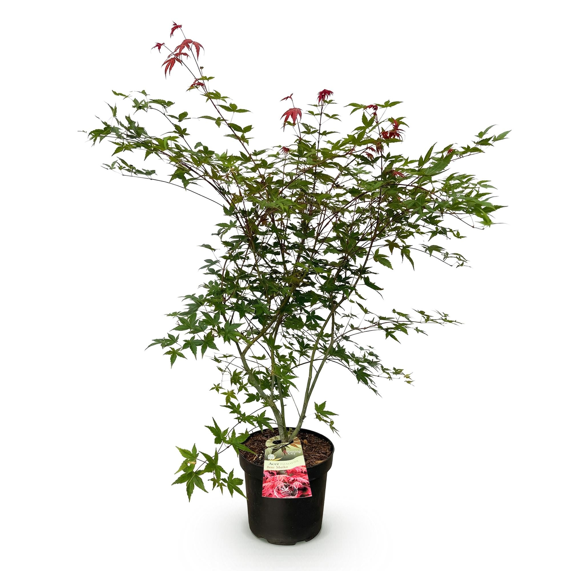 Acer palmatum Beni Maiko - Japanse Esdoorn - Bladverliezend - Rood - 1 - Pot 26cm - Hoogte 90cm