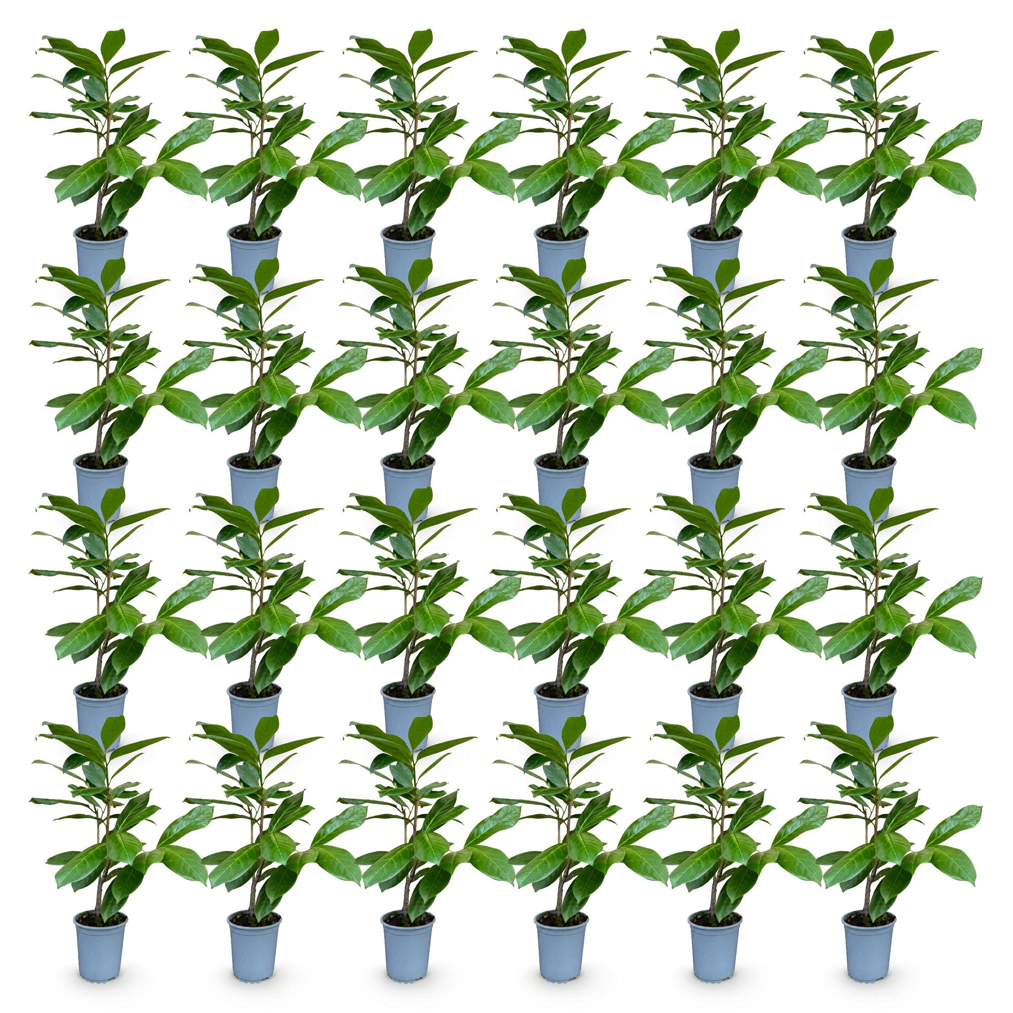Prunus laur. Rotundifolia - Laurierkers 24x - Haagplanten - Groenblijvend - Groen - Pot 9cm - Hoogte 25-35cm
