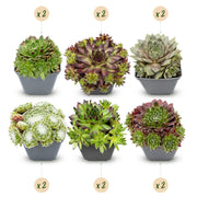Sempervivum Big Sam - Ø7cm - ↕10-12cm - 12x