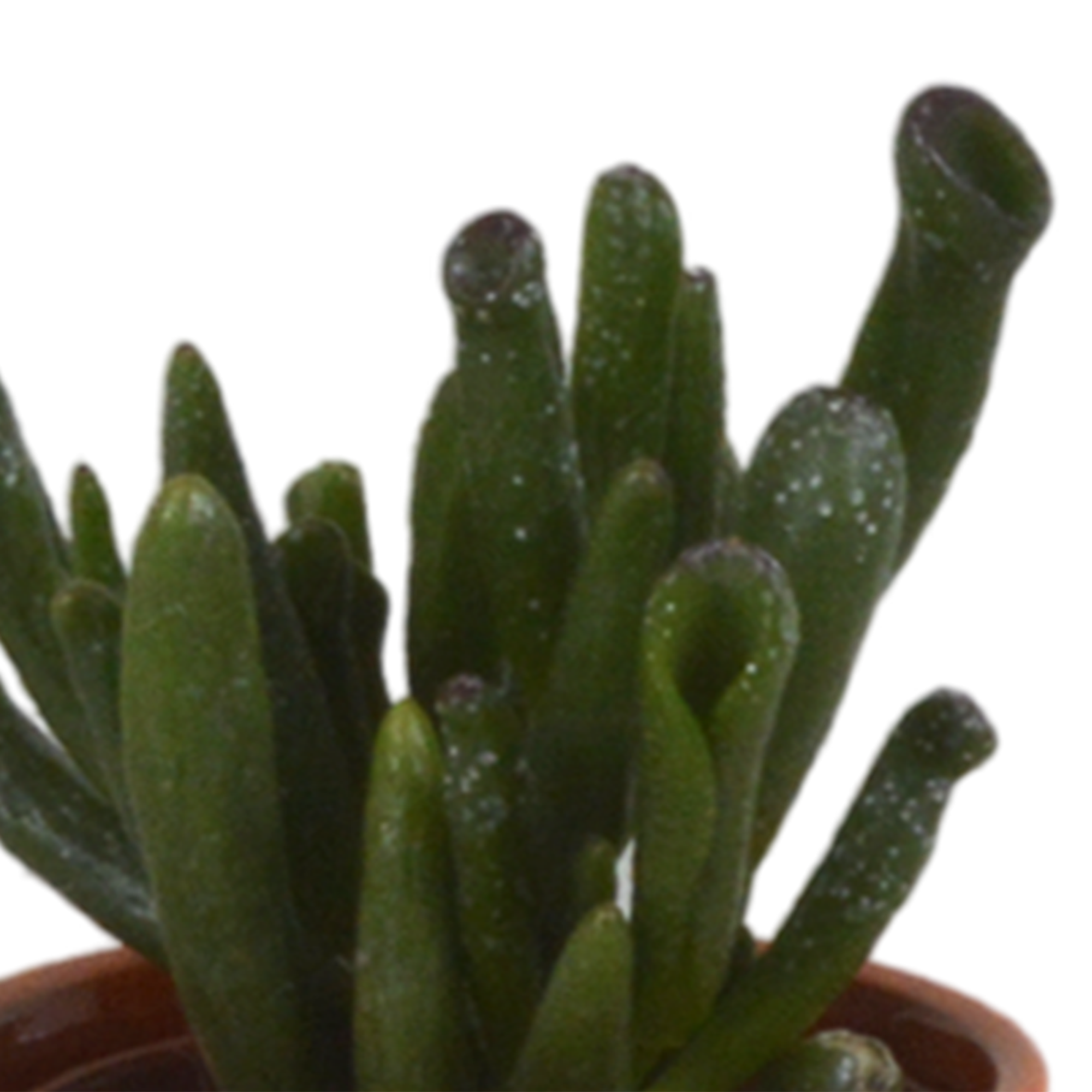 Succulent mix 5.5 cm - 5x - in Mexican pot