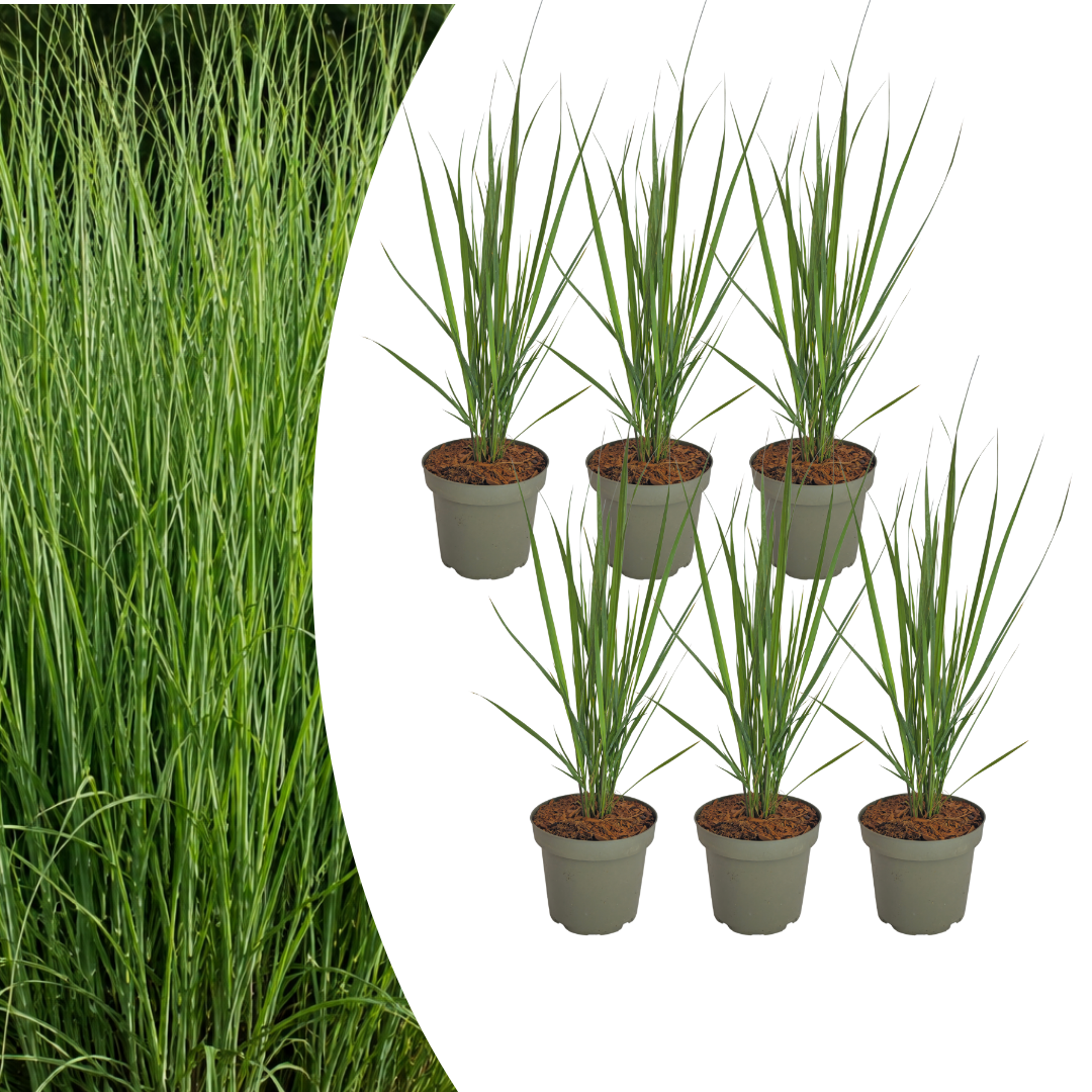 6x Panicum virgatum ‘Northwind’ – Sterk opgaand siergras met strakke groeivorm | Potmaat 12 cm