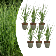 6x Panicum virgatum ‘Northwind’ – Sterk opgaand siergras met strakke groeivorm | Potmaat 12 cm