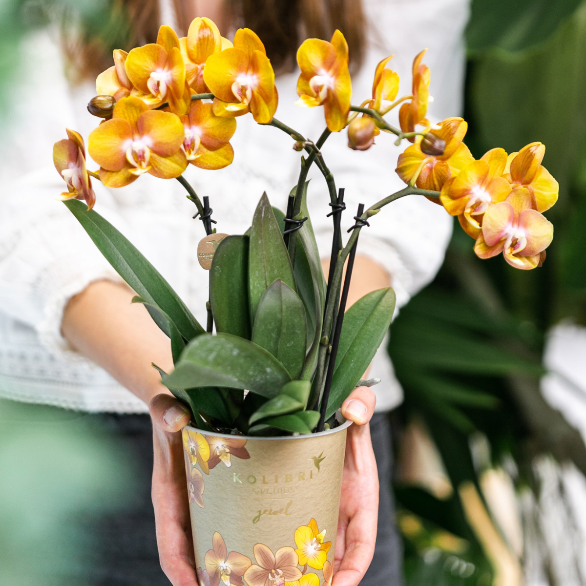 Kolibri Orchids | OFERTA COMBINADA de 2 orquídeas Phalaenopsis - Las Vegas - maceta de 12 cm de diámetro | planta de interior con flor - recién cultivada