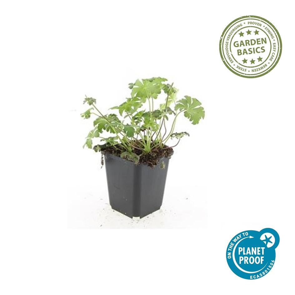 60x Geranium sang. 'Album' - ↕10-25cm - Ø9cm
