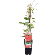 Clematis Hagley Hybrid - Clematis Red - Ø15cm - ↕65cm