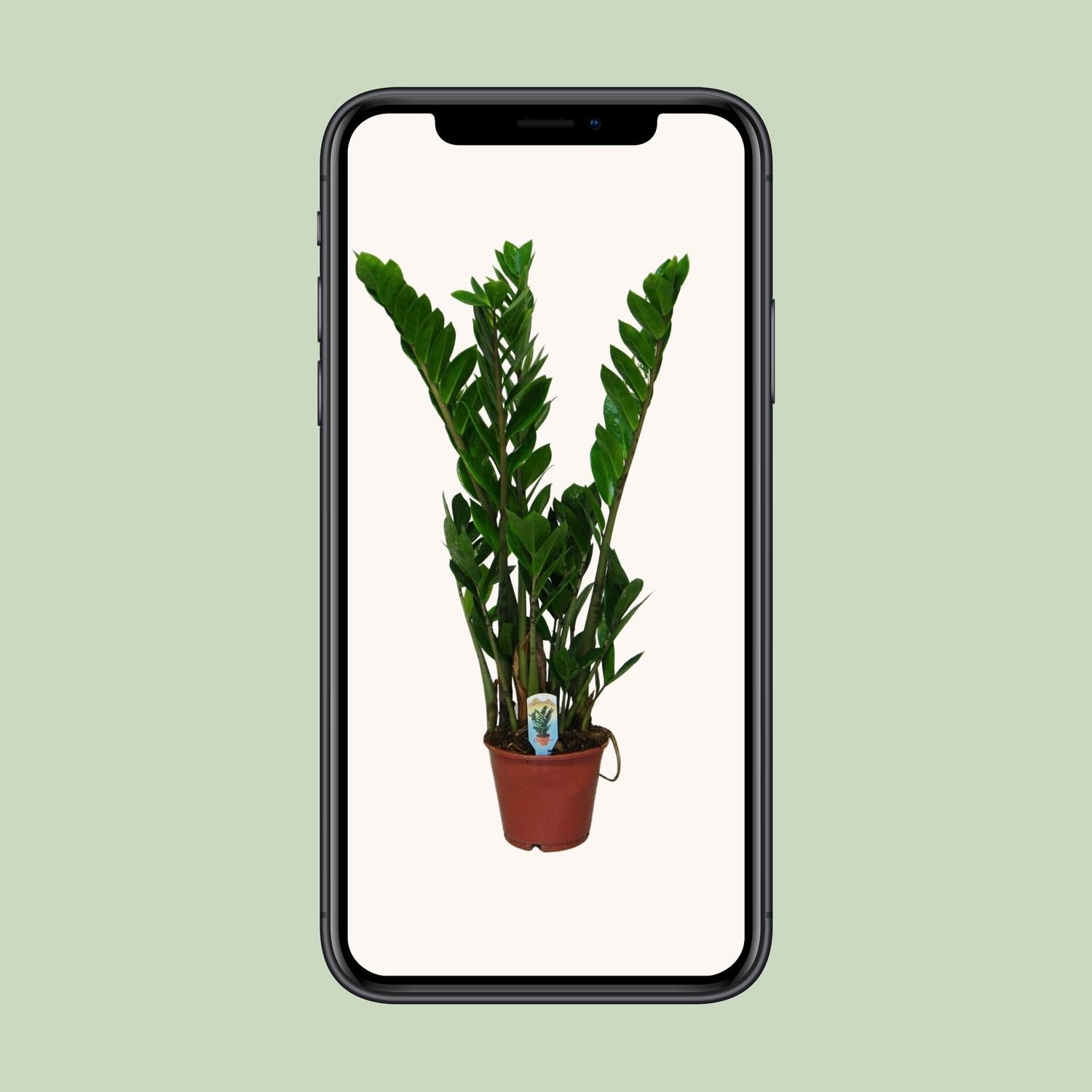 Zamioculcas Zamiifolia - Ø14 cm - ↕50 cm