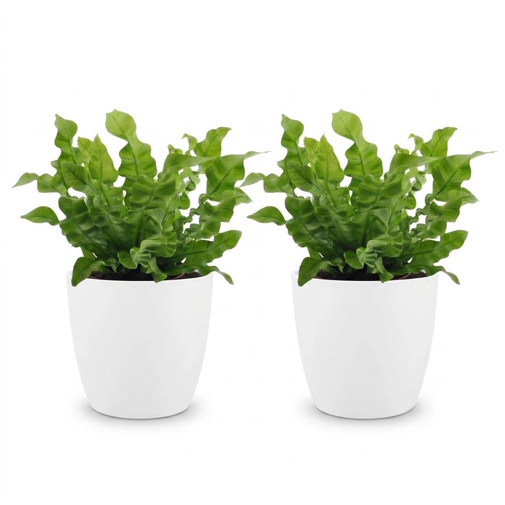 Asplenium Crispy Wave - 2x - met Potter Wit - Pot 12cm - Hoogte - 30cm