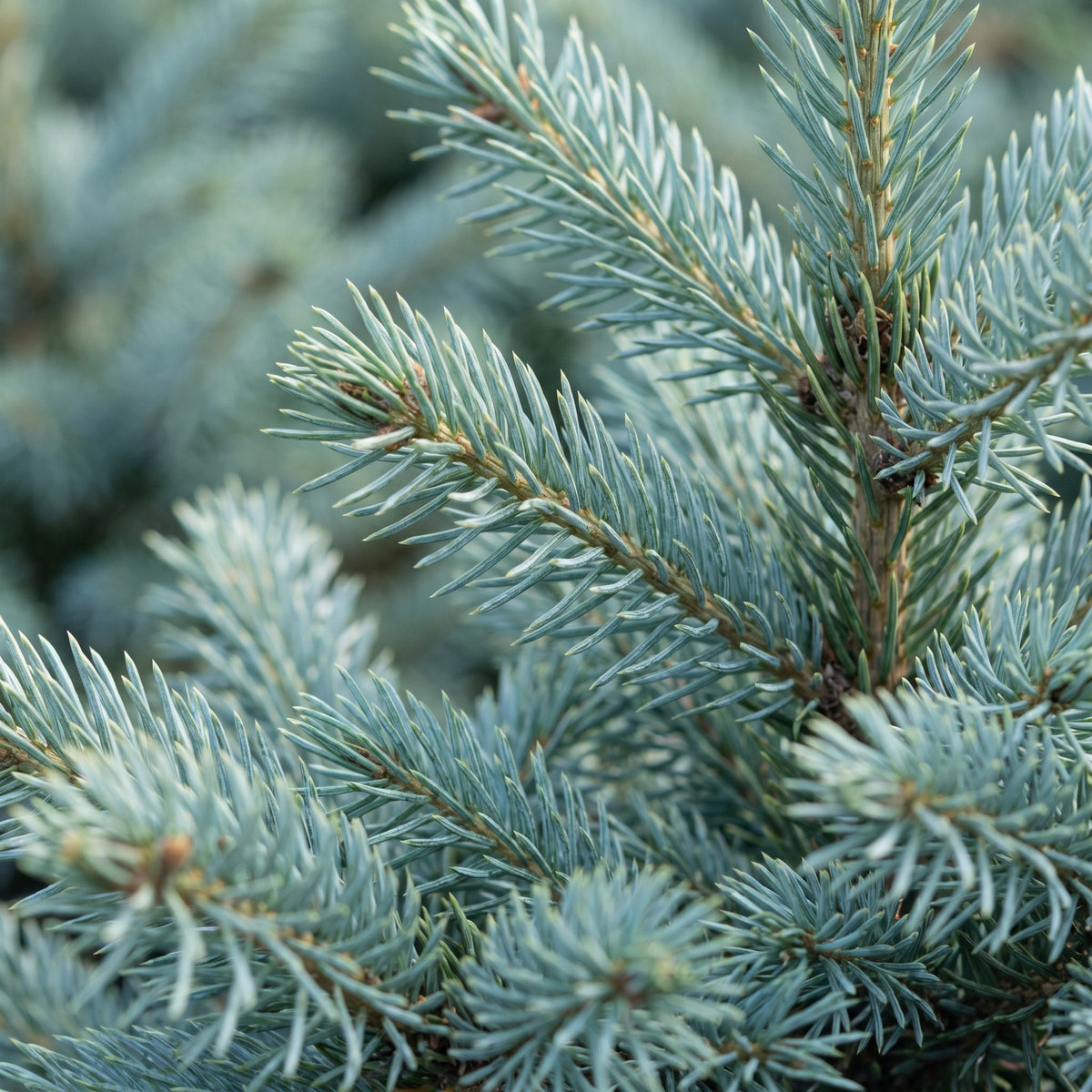 Picea pungens Glauca - Blauwe spar - Blauw - Kerstboom - Ø23cm - ↕60cm